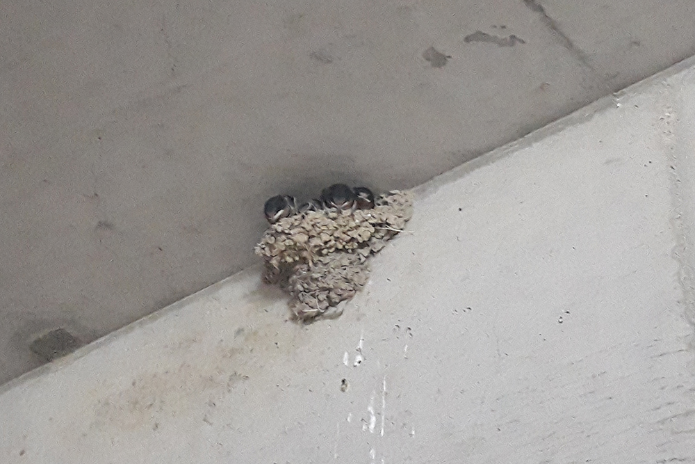 マンション駐車場のツバメの巣